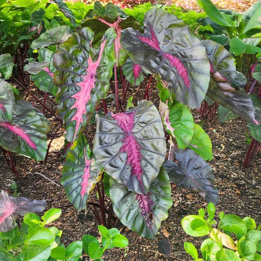 Redemption™ Colocasia Plant - Image 3