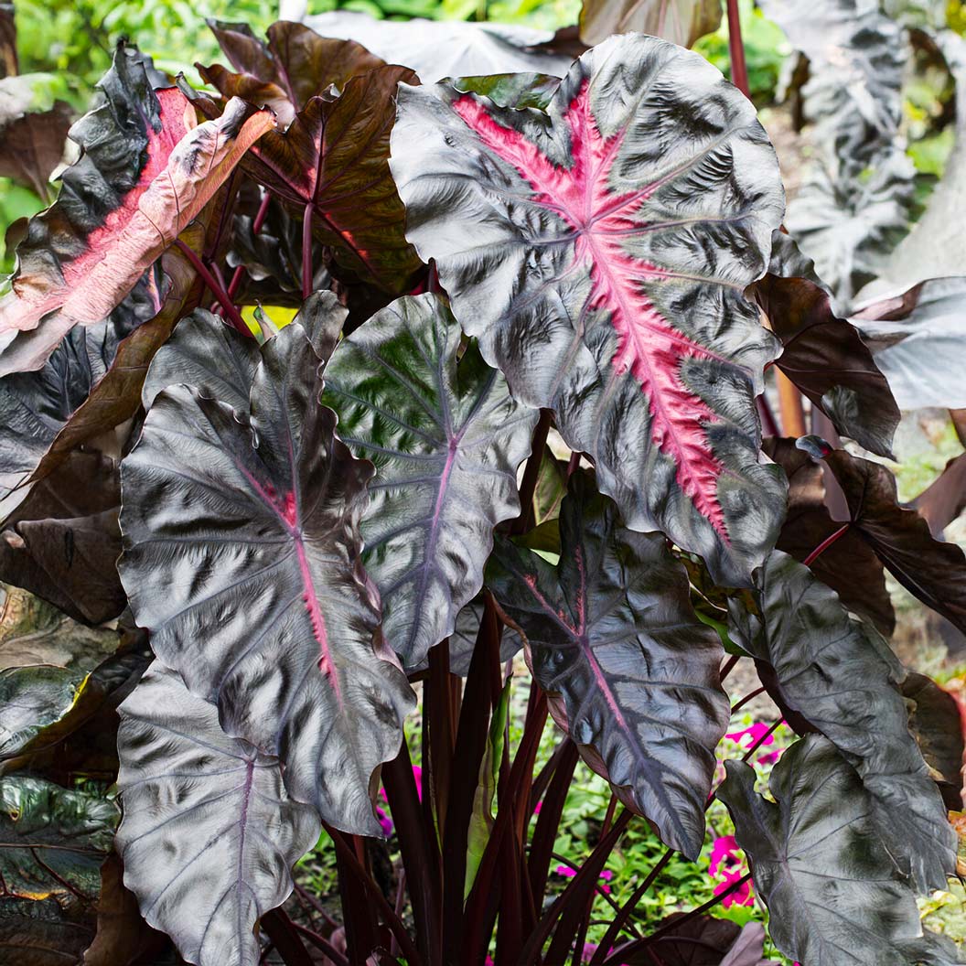 Redemption™ Colocasia Plant - Image 4