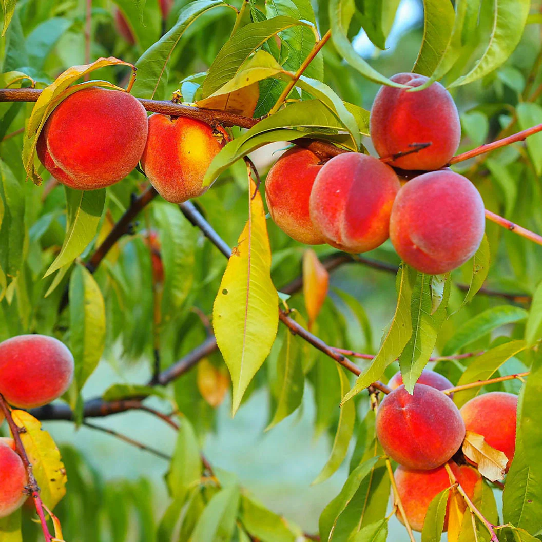 Red Haven Peach Tree - Image 3