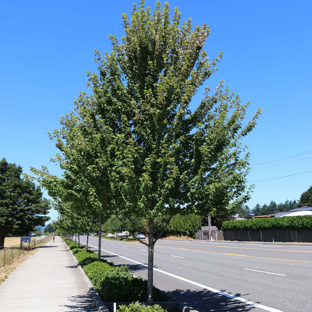 Redpointe® Maple - Image 3