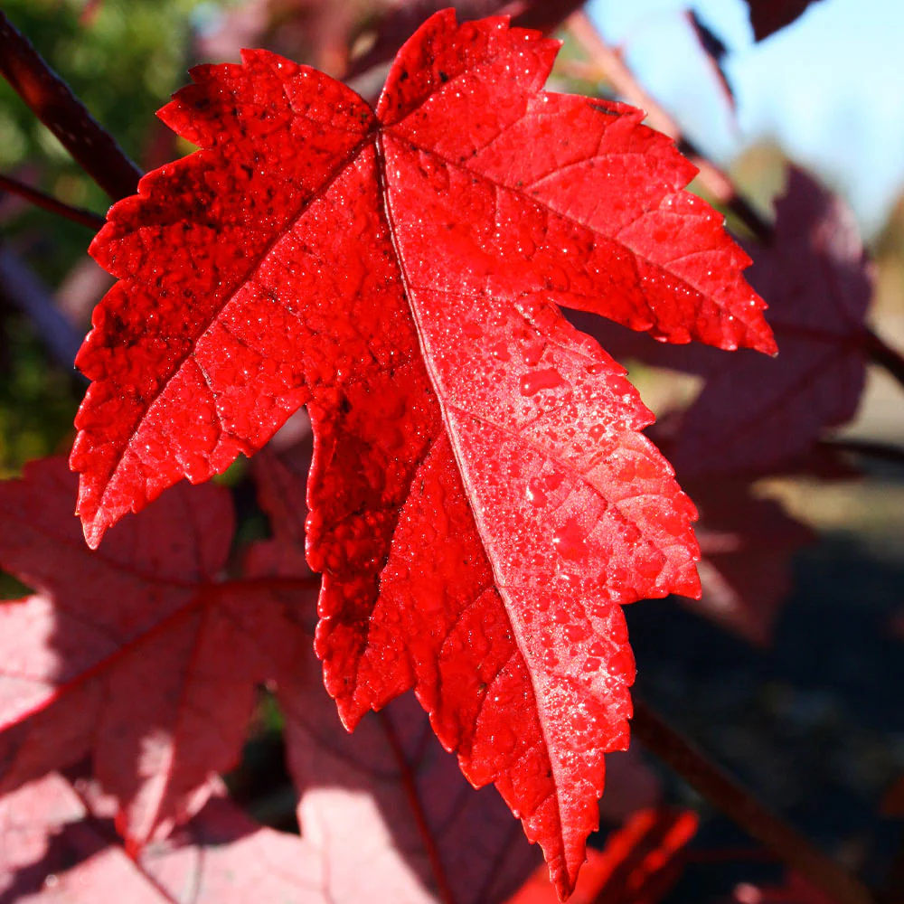 Redpointe® Maple - Image 4