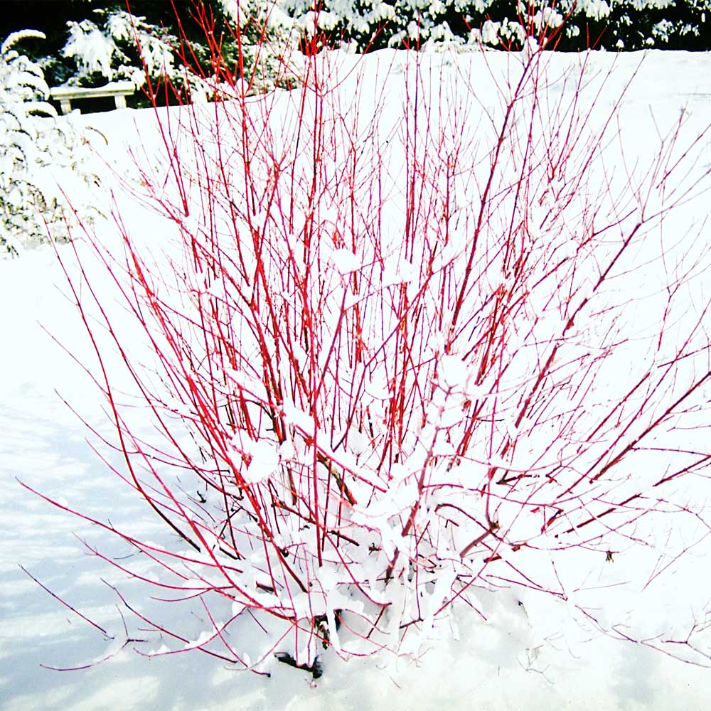 Red Twig Dogwood Shrub - Image 3