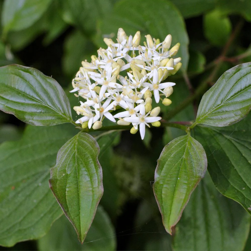 Red Twig Dogwood Shrub - Image 5