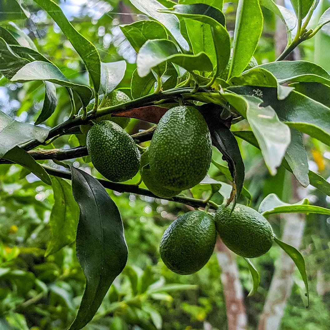Reed Avocado - Image 3