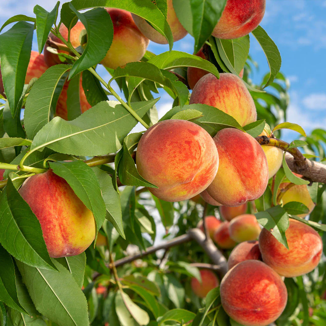 Reliance Peach Tree - Image 2