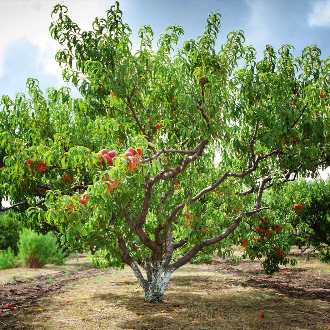Reliance Peach Tree - Image 3