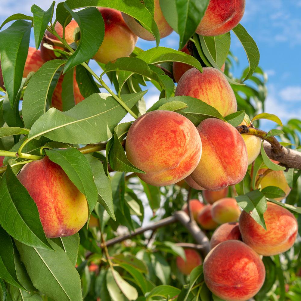 Reliance Peach Tree - Image 2