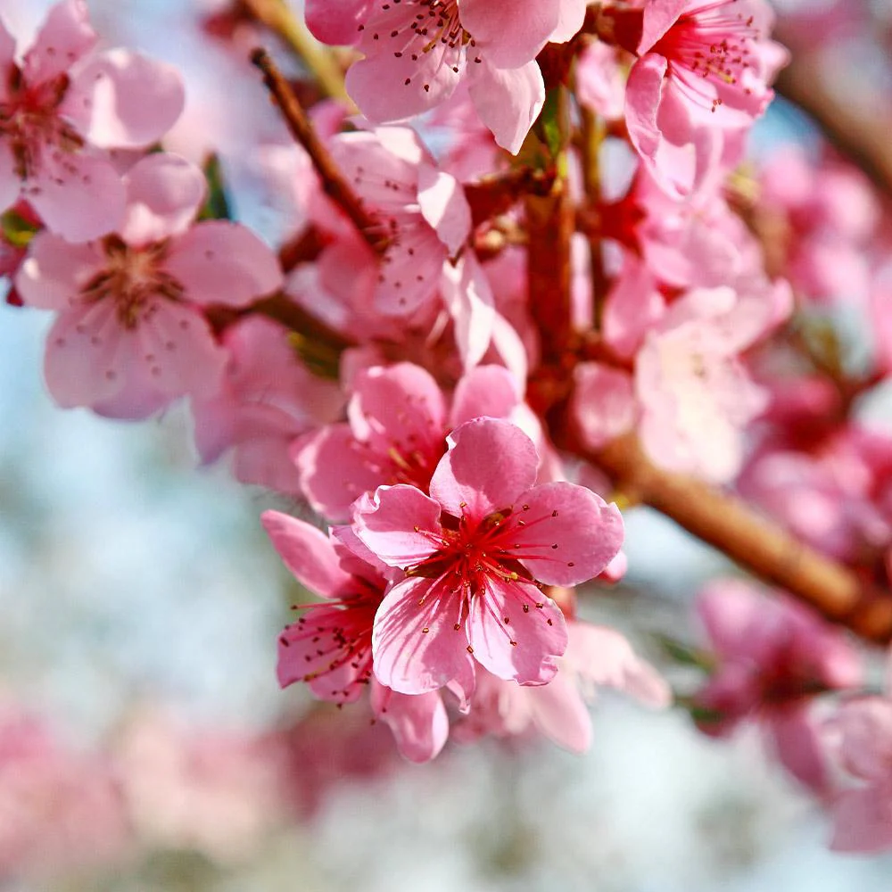 Reliance Peach Tree - Image 4