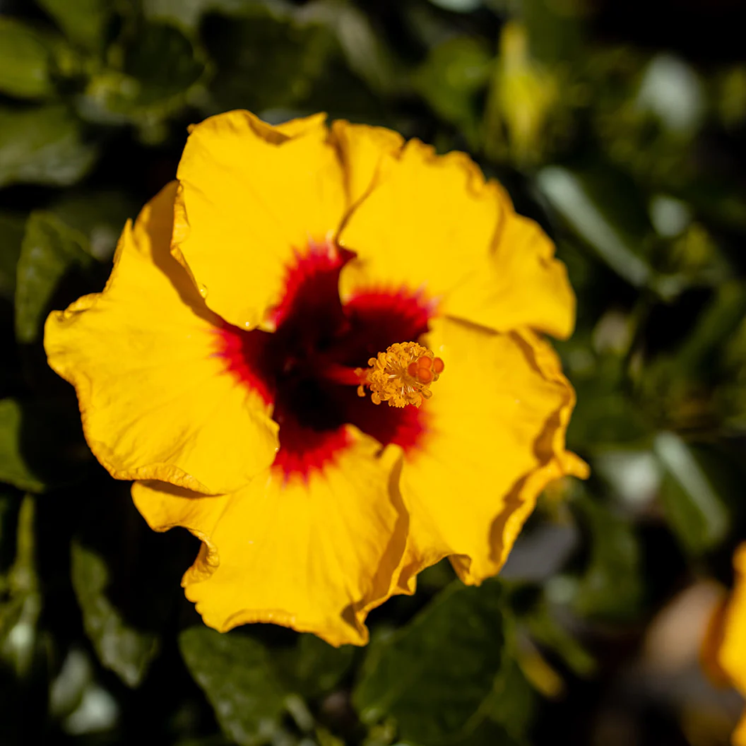 Rico Suave™ Hollywood® Hibiscus - Image 2