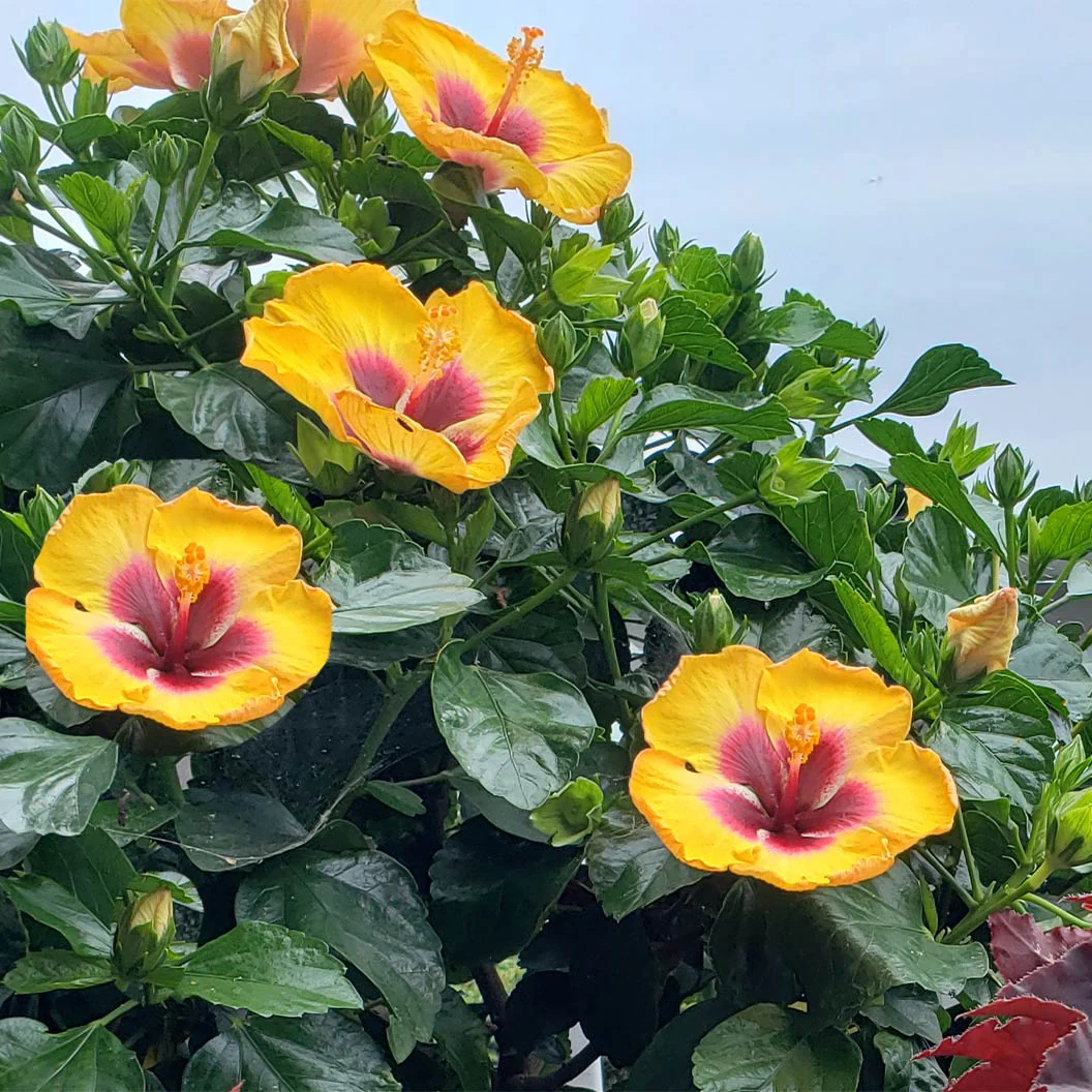 Rico Suave™ Hollywood® Hibiscus - Image 3