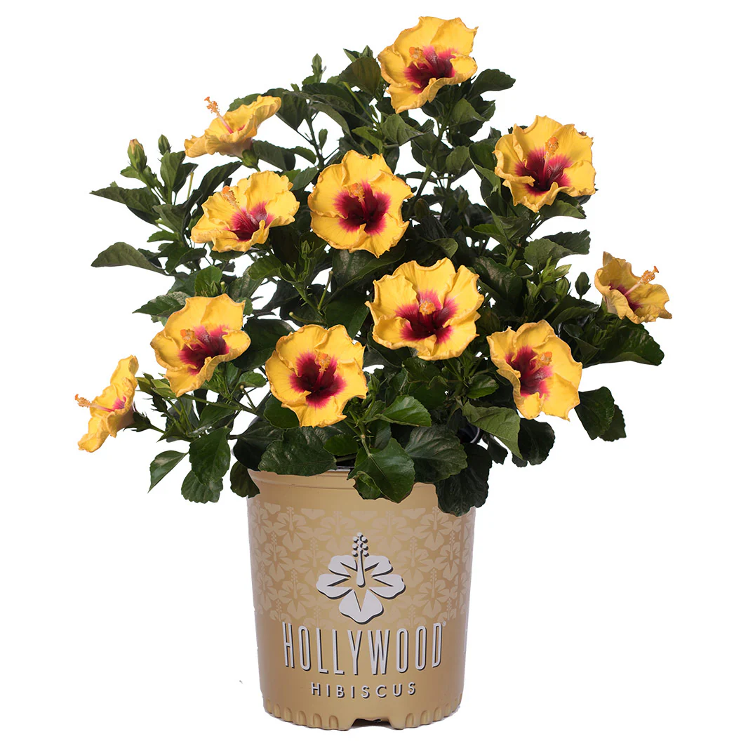 Rico Suave™ Hollywood® Hibiscus - Image 4