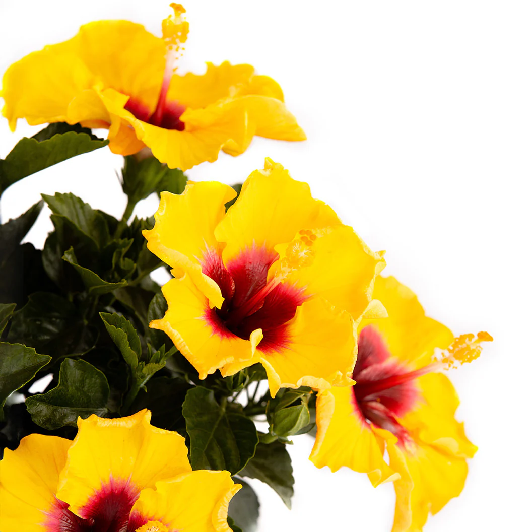 Rico Suave™ Hollywood® Hibiscus - Image 5