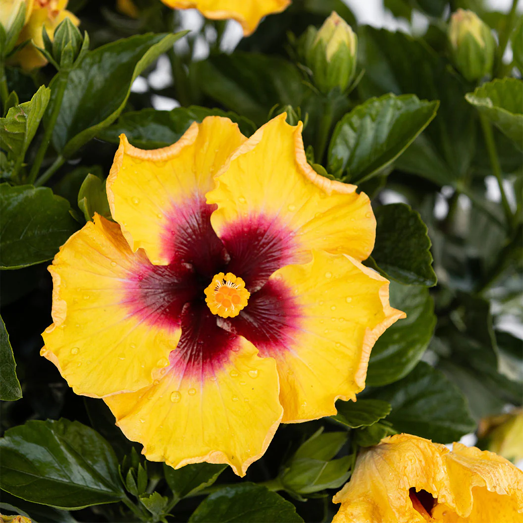 Rico Suave™ Hollywood® Hibiscus - Image 6