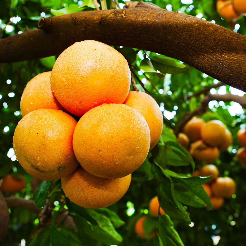 Rio Red Grapefruit - Image 2