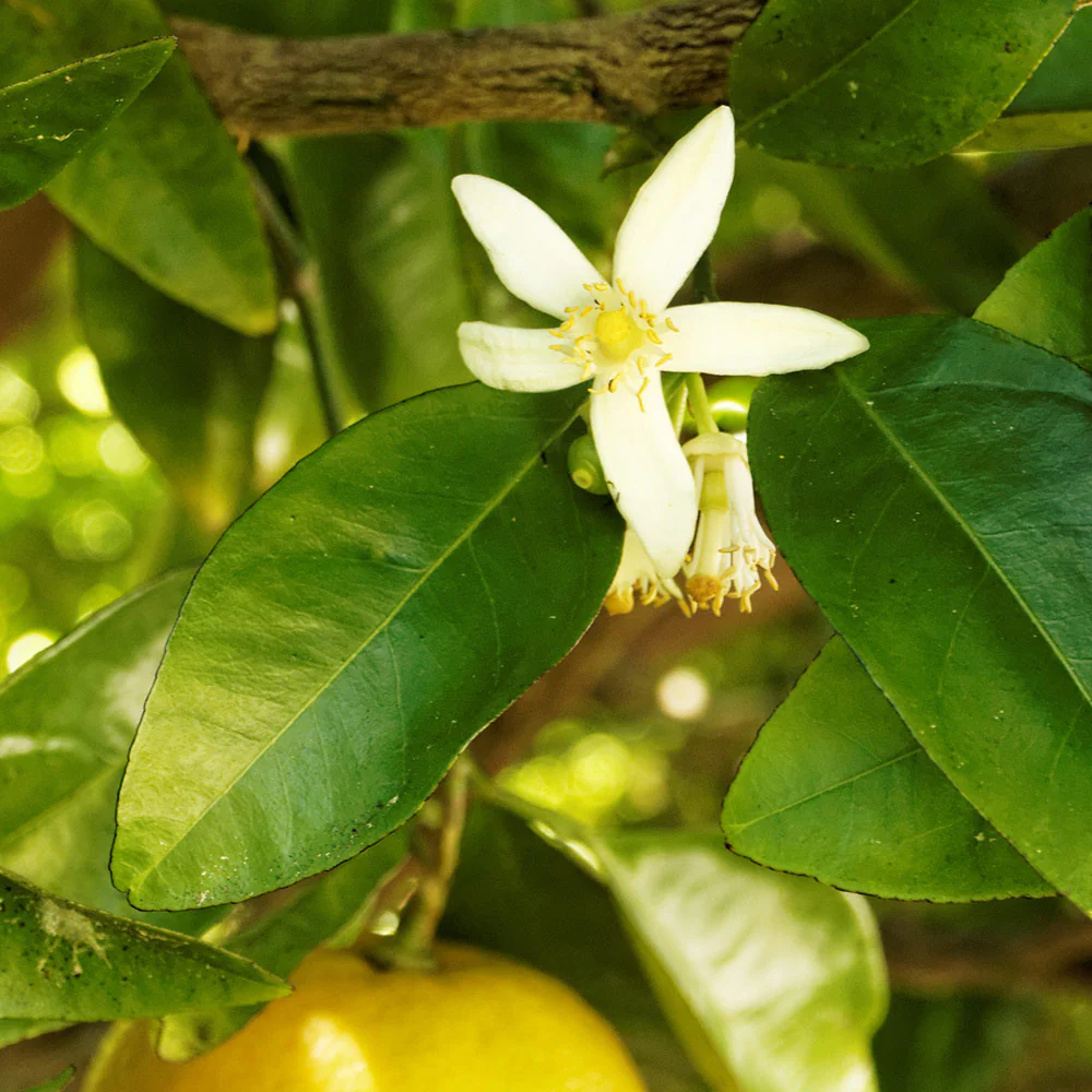 Rio Red Grapefruit - Image 6