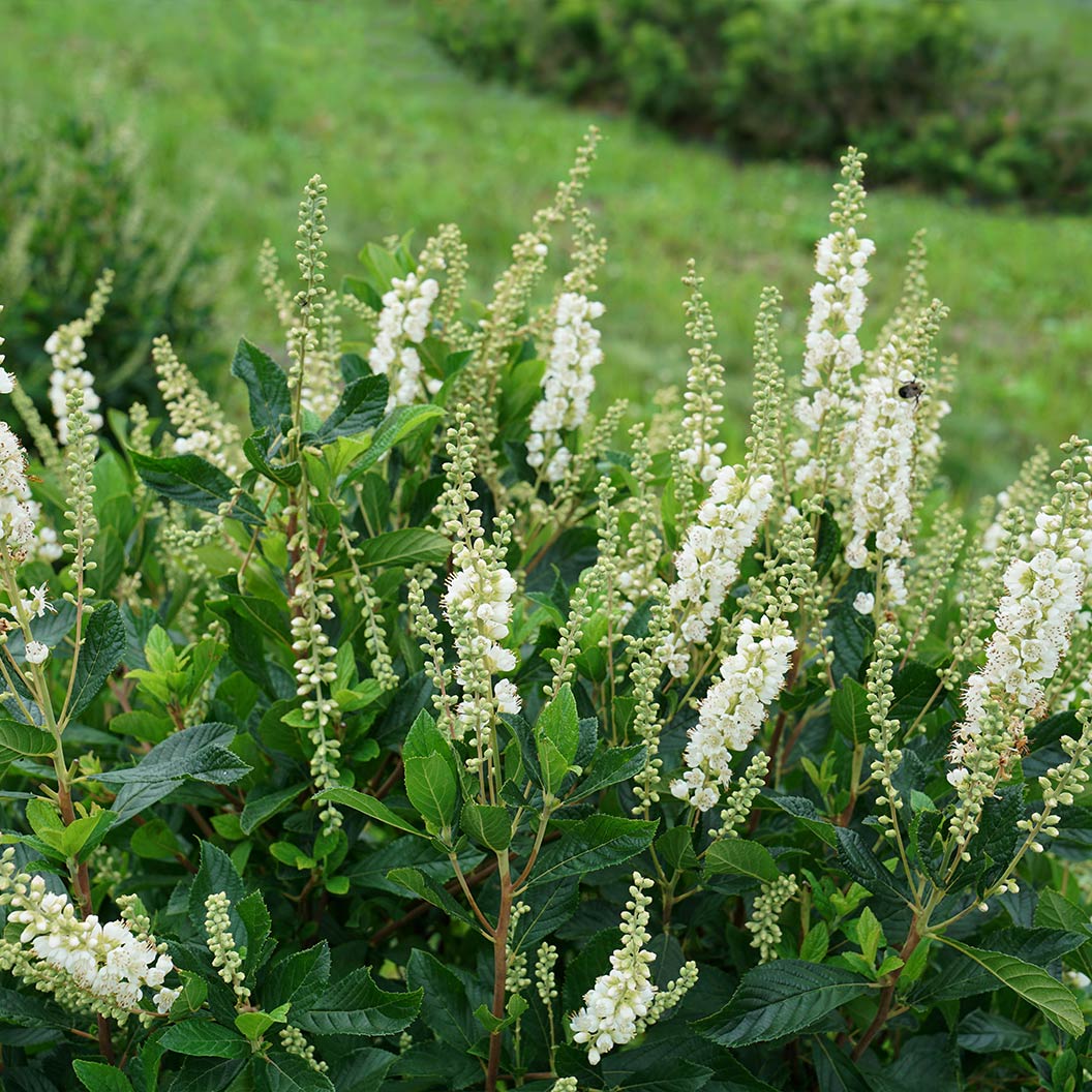 Proven Winners® Ripple Effect™ Summersweet Clethra Shrub - Image 2