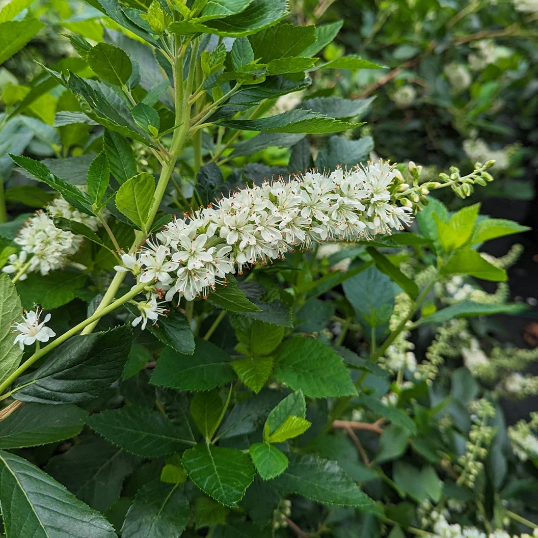 Proven Winners® Ripple Effect™ Summersweet Clethra Shrub - Image 3