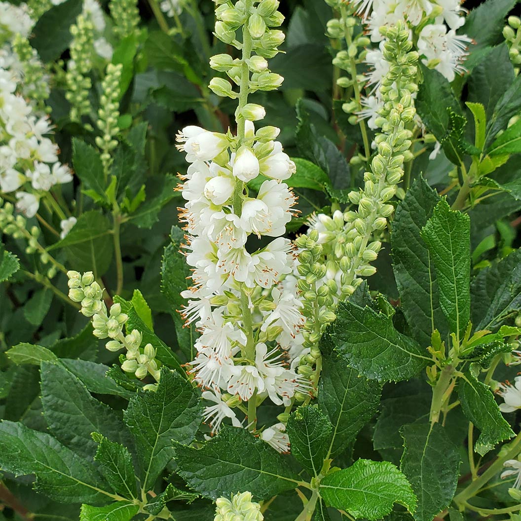 Proven Winners® Ripple Effect™ Summersweet Clethra Shrub - Image 4