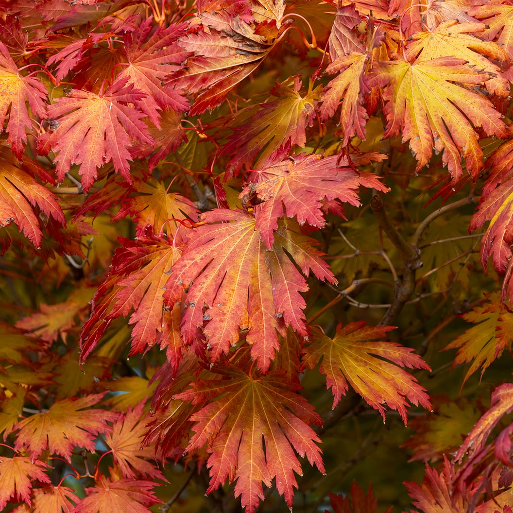 Rising Sun Full Moon Maple Tree - Image 2