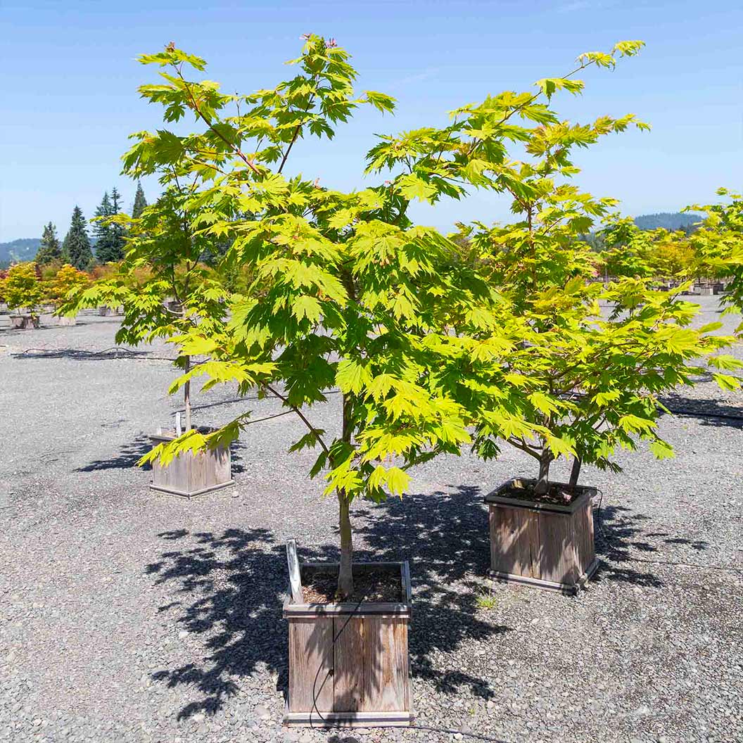 Rising Sun Full Moon Maple Tree - Image 3