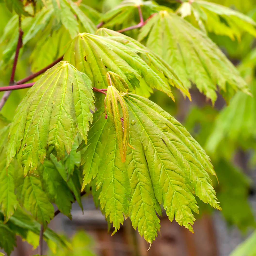 Rising Sun Full Moon Maple Tree - Image 4