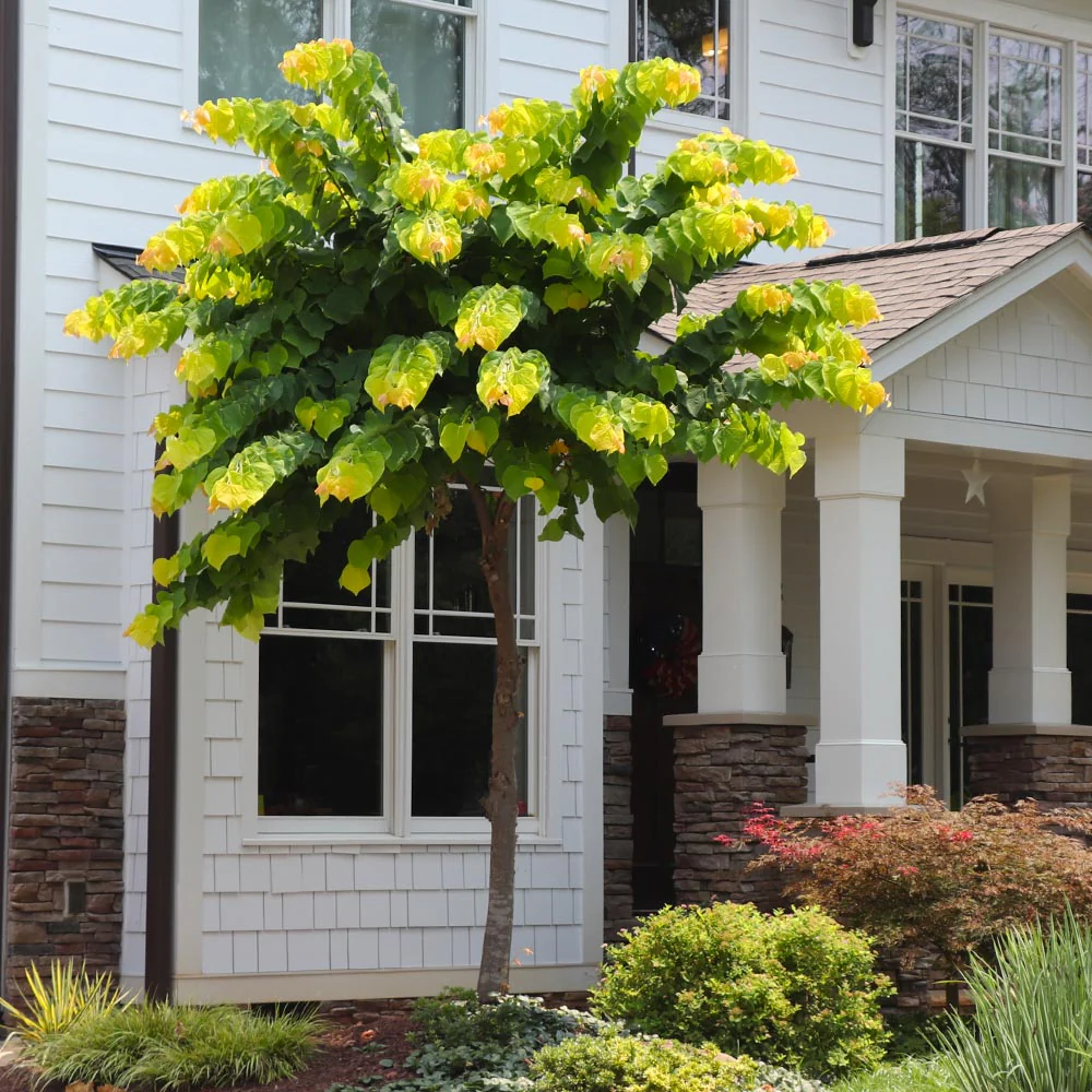 The Rising Sun™ Eastern Redbud Tree - Image 6