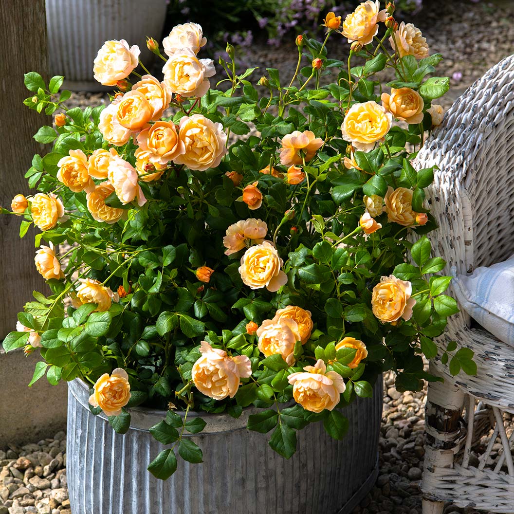 David Austin® Roald Dahl® Rose Shrub - Image 2