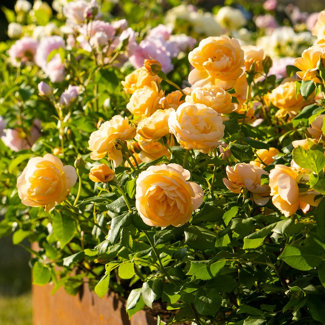 David Austin® Roald Dahl® Rose Shrub - Image 3