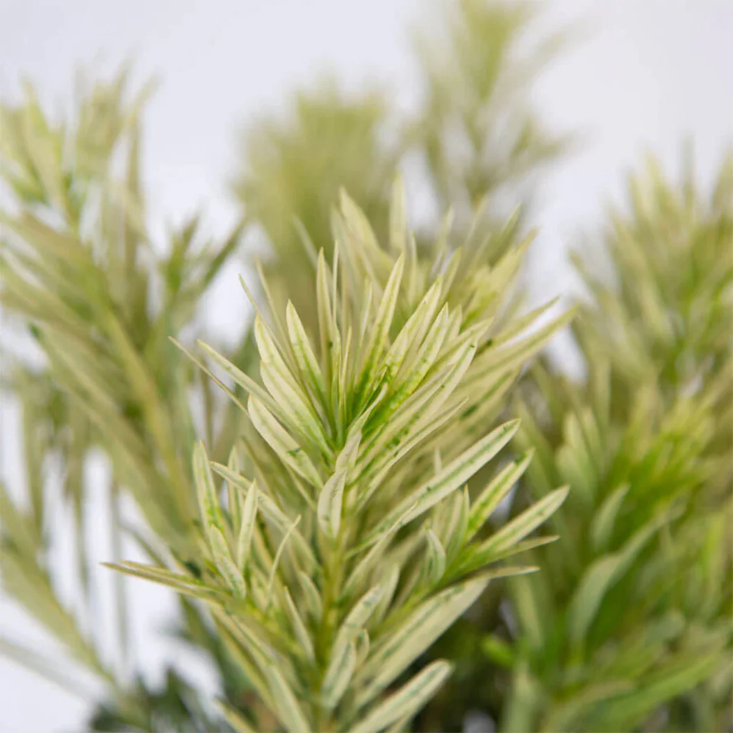Southern Living® Roman Candle® Podocarpus Shrub - Image 3