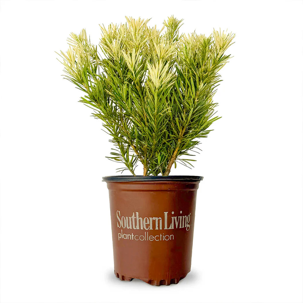 Southern Living® Roman Candle® Podocarpus Shrub - Image 4
