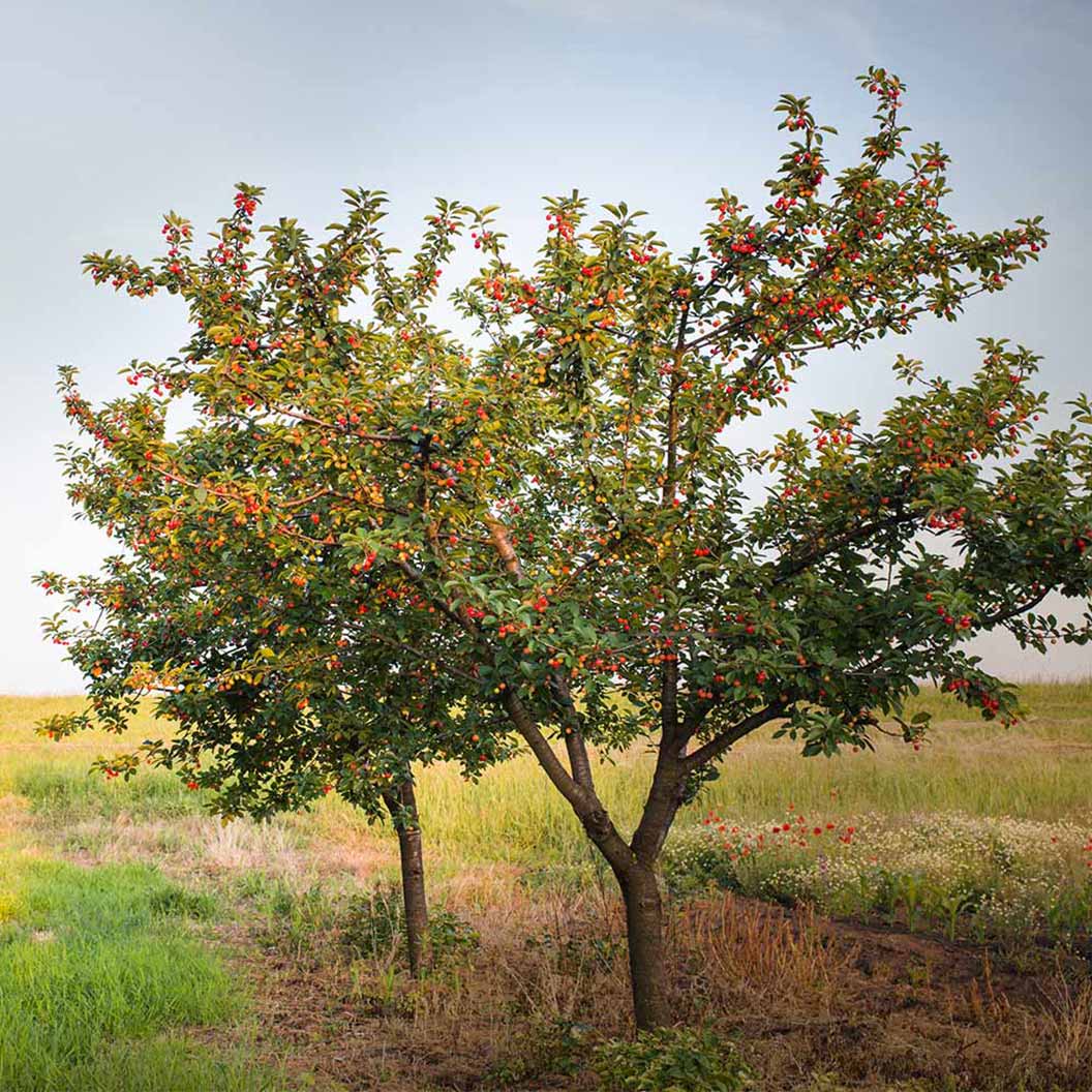 Romeo and Juliet™ Dwarf Cherry Bush - Image 3
