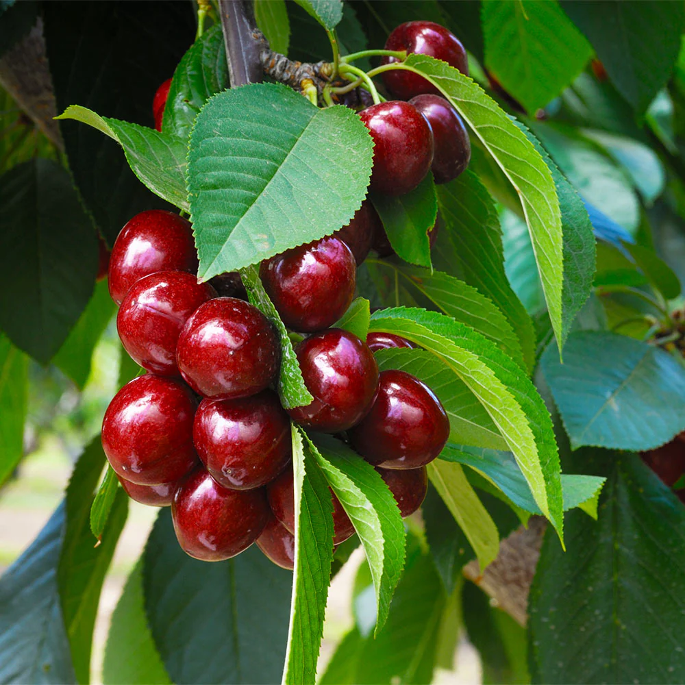 Romeo Dwarf Cherry Bush - Image 2