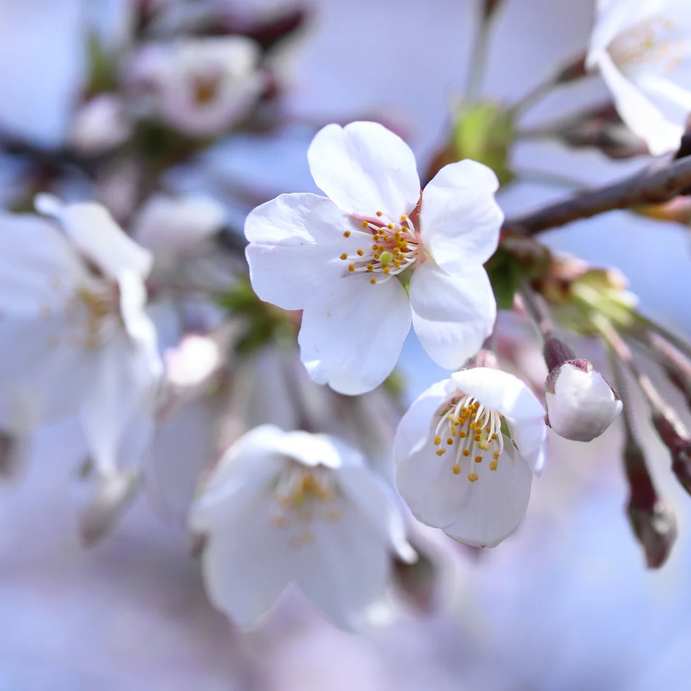 Romeo Dwarf Cherry Bush - Image 4