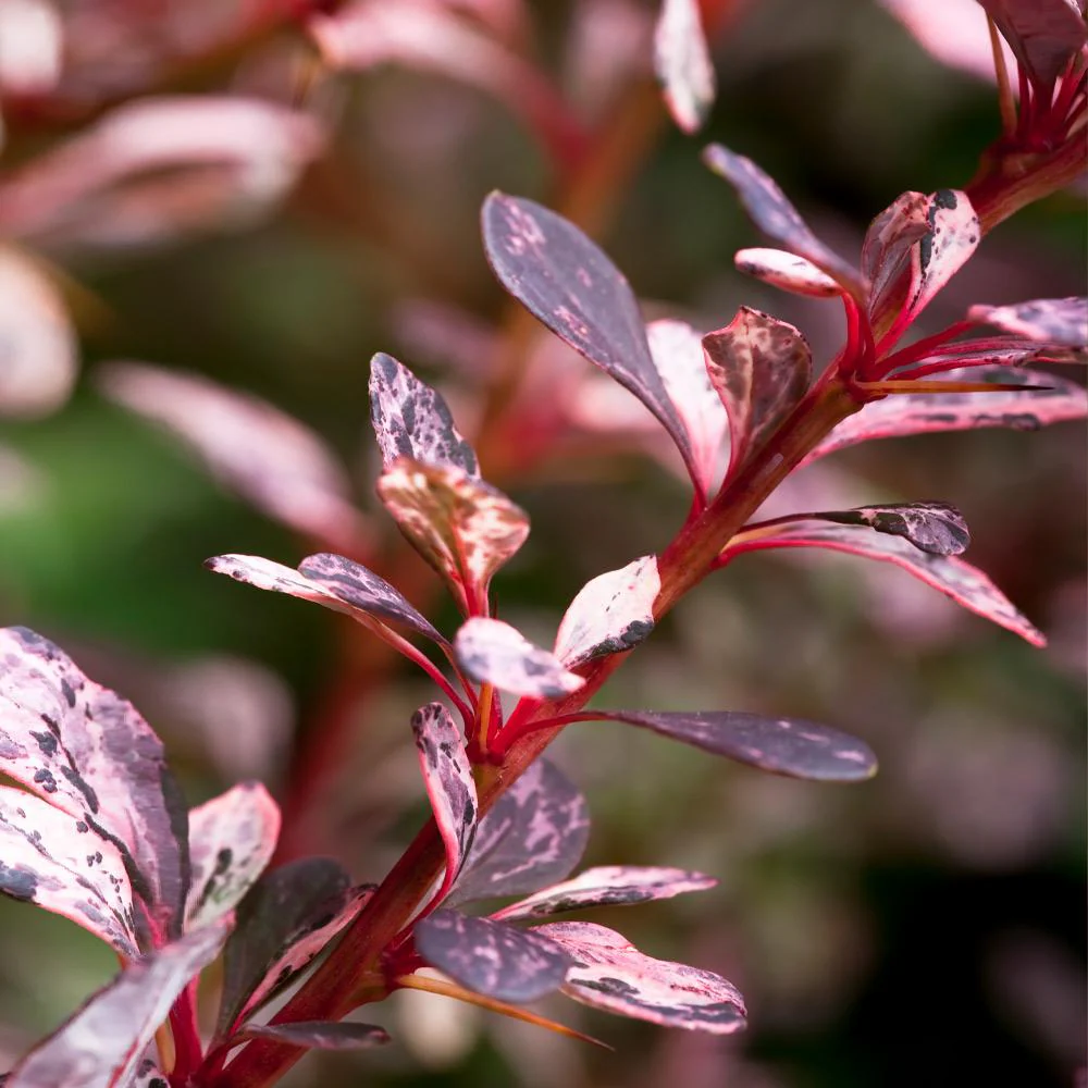 Rose Glow Barberry Shrub - Image 3