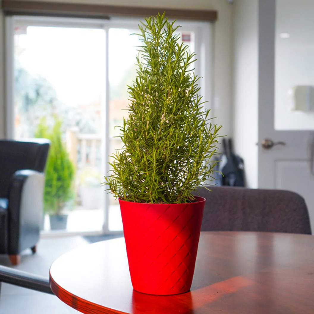 Rosemary Cone in Red Luxe Pot - Image 2