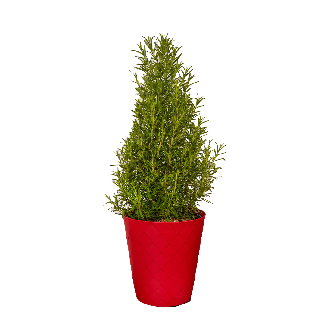 Rosemary Cone in Red Luxe Pot - Image 3