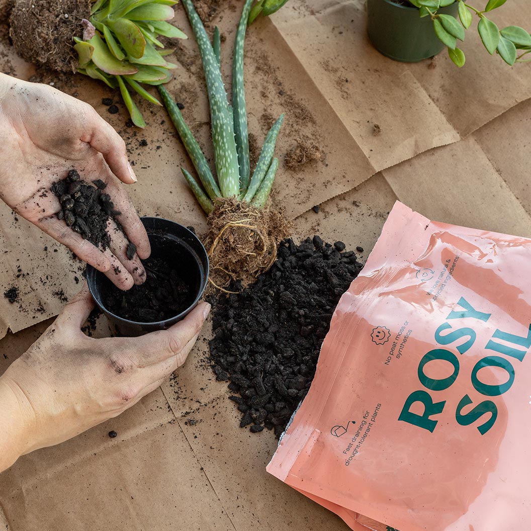 Rosy Soil Cactus and Succulent Mix - Image 3