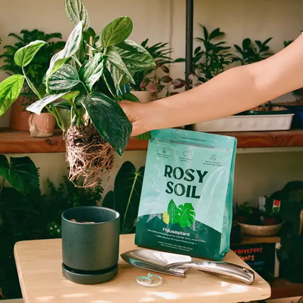 Rosy Soil Houseplant Mix - Image 5