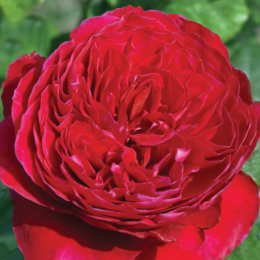 Rouge Royale™ Rose - Image 2