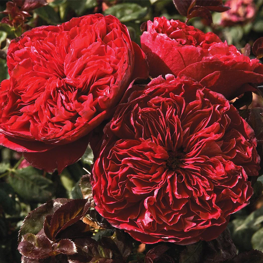 Rouge Royale™ Rose - Image 3