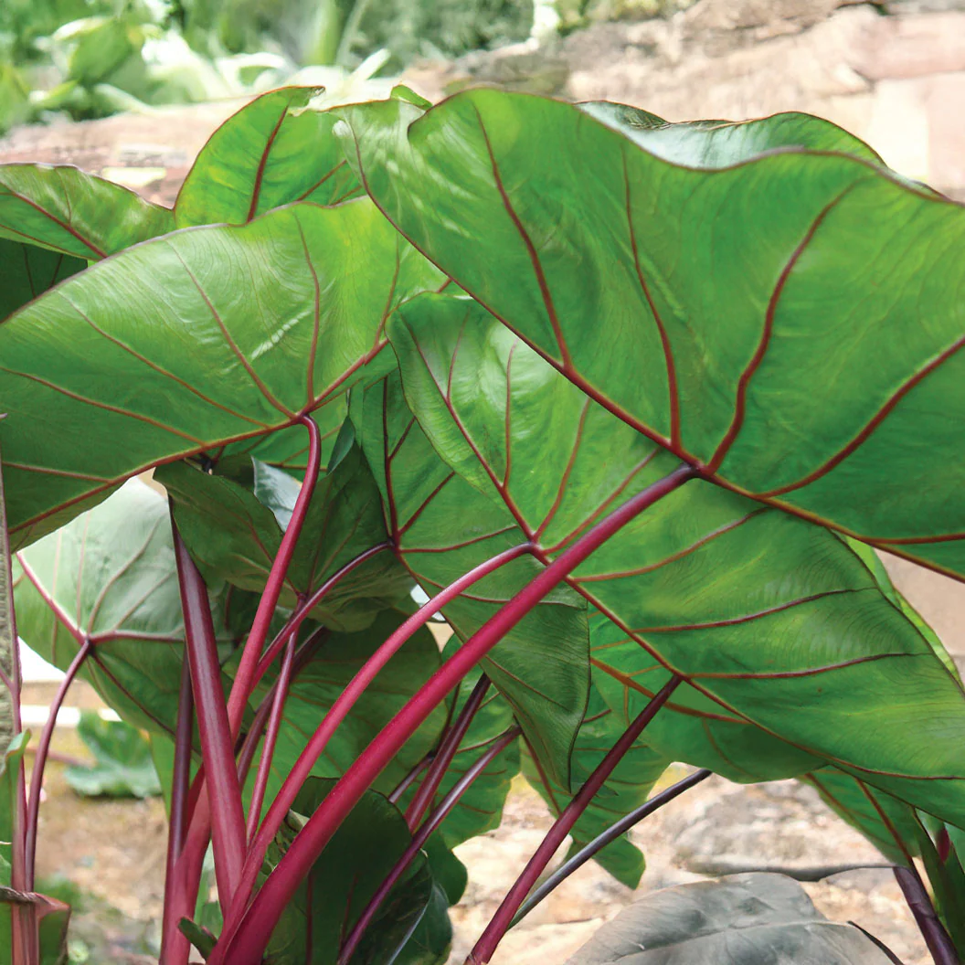 Royal Hawaiian® Hawaiian Punch Elephant's Ear Shrub - Image 2
