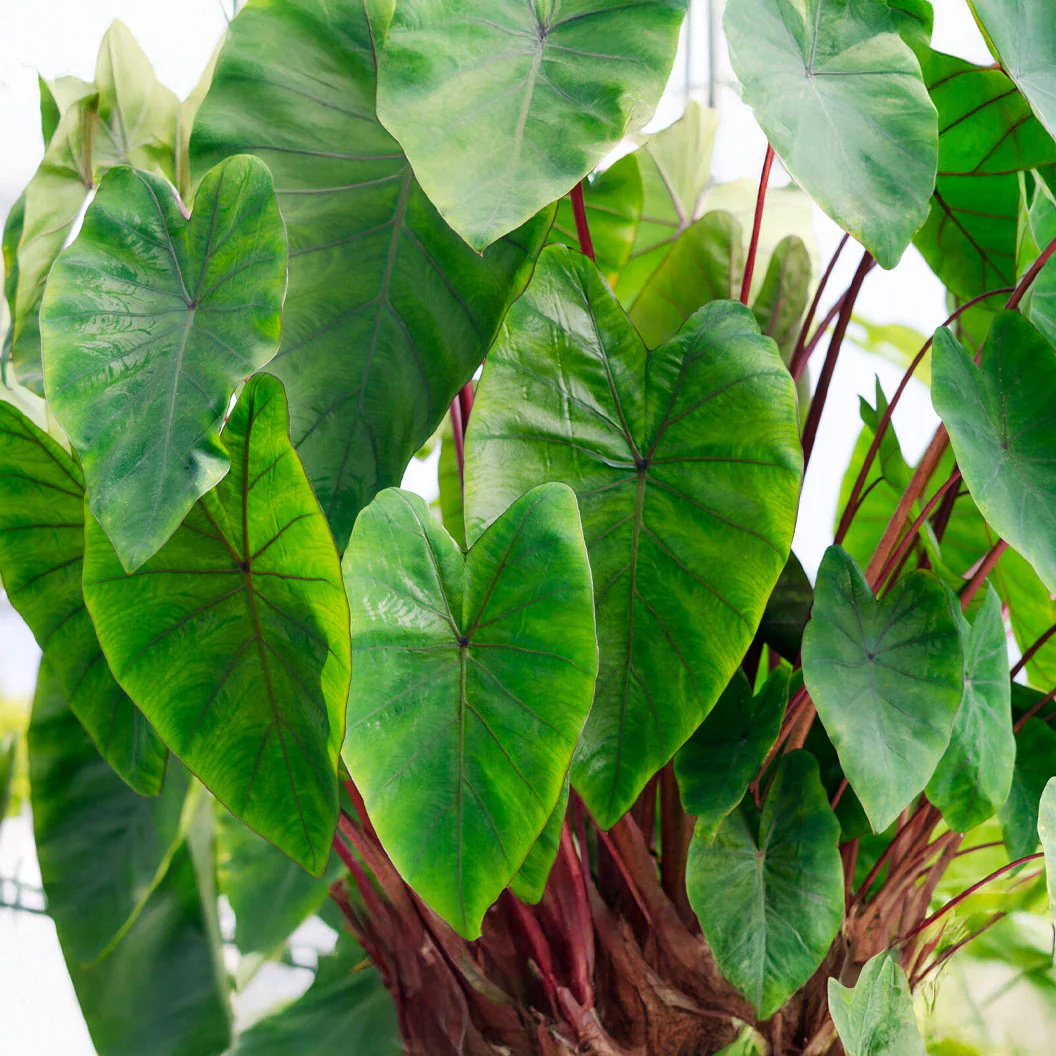 Royal Hawaiian® Hawaiian Punch Elephant's Ear Shrub - Image 3