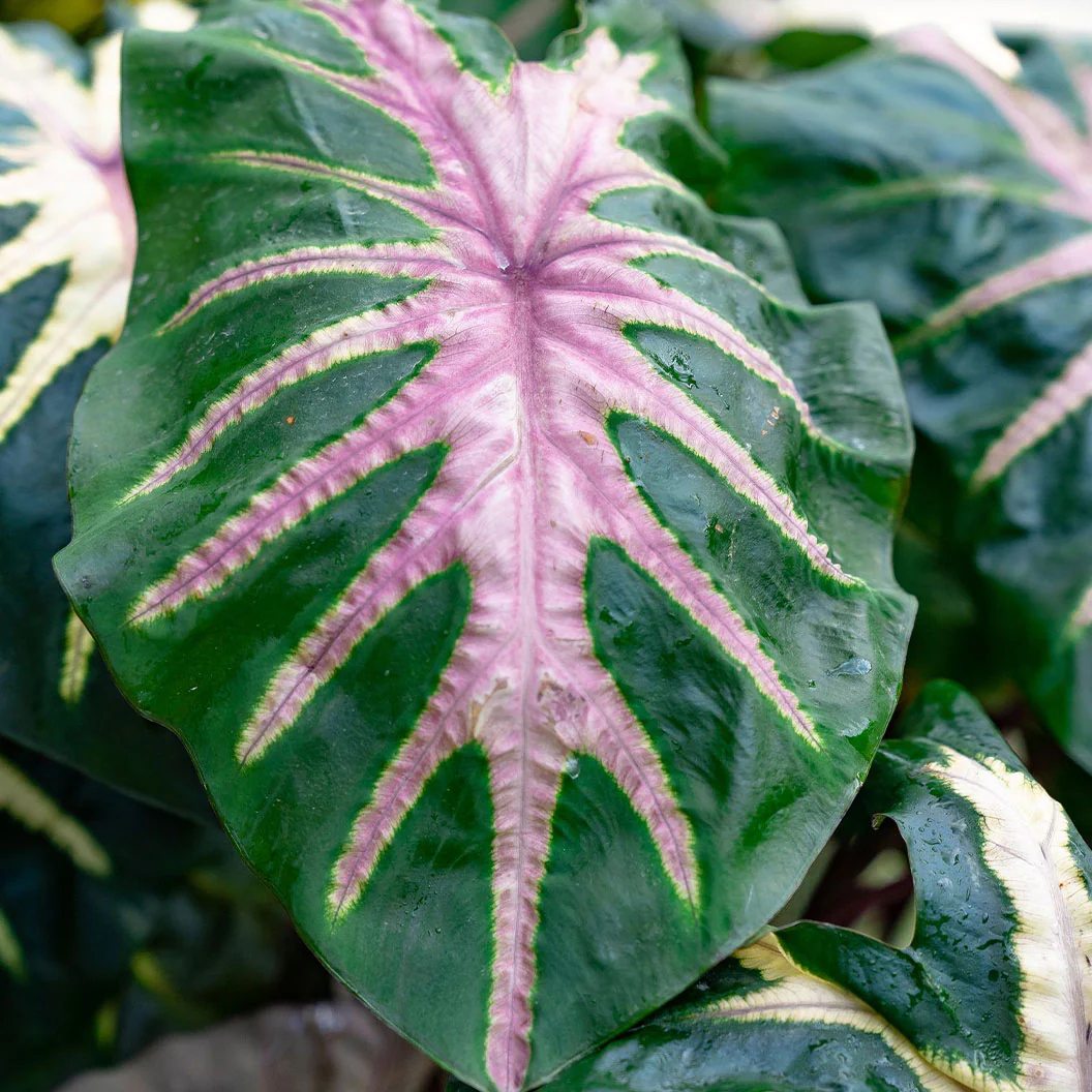 Royal Hawaiian® ‘Waikiki’ Colocasia Shrub - Image 3