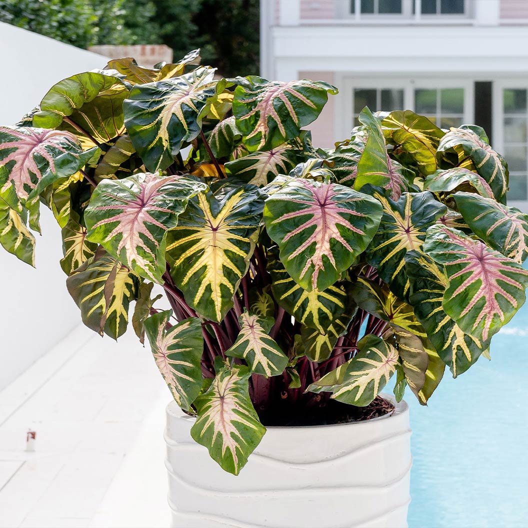 Royal Hawaiian® ‘Waikiki’ Colocasia Shrub - Image 4