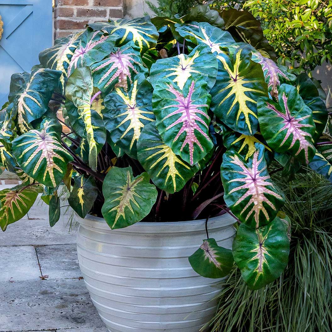 Royal Hawaiian® ‘Waikiki’ Colocasia Shrub - Image 5