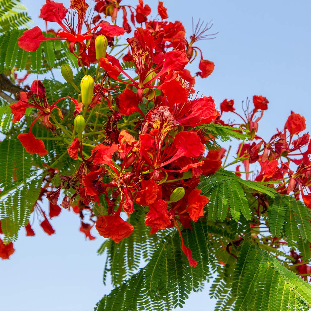 Royal Poinciana Tree - Image 3