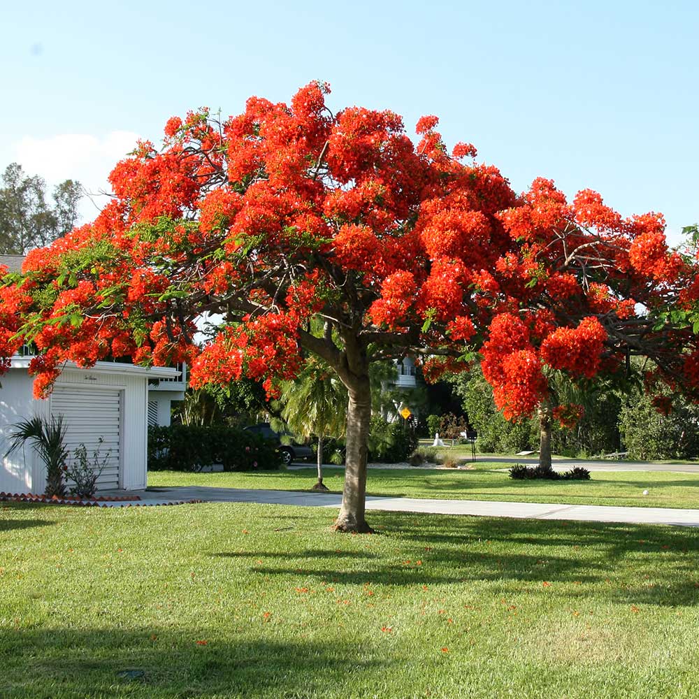Royal Poinciana Tree - Image 4