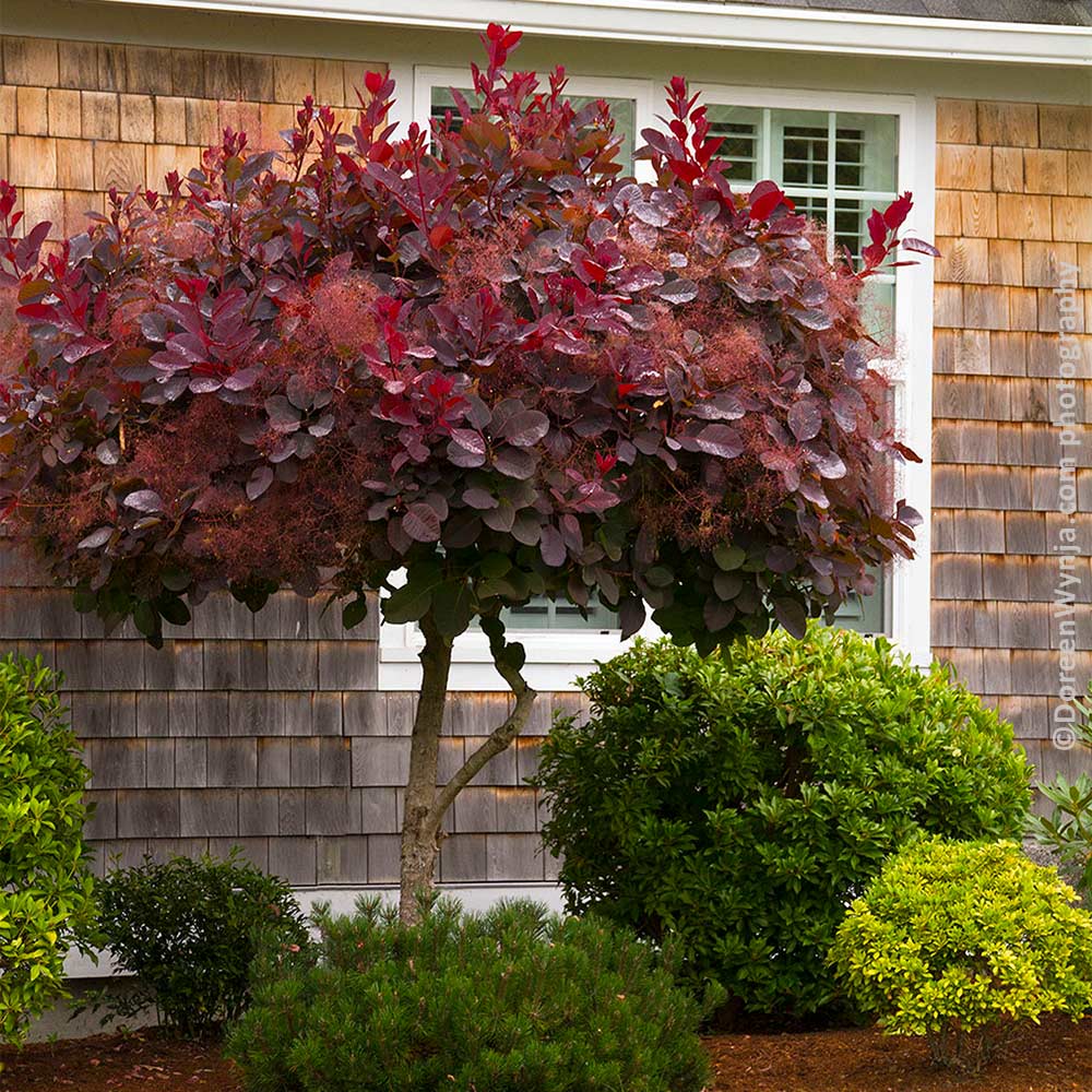 Royal Purple Smoke Bush - Image 2