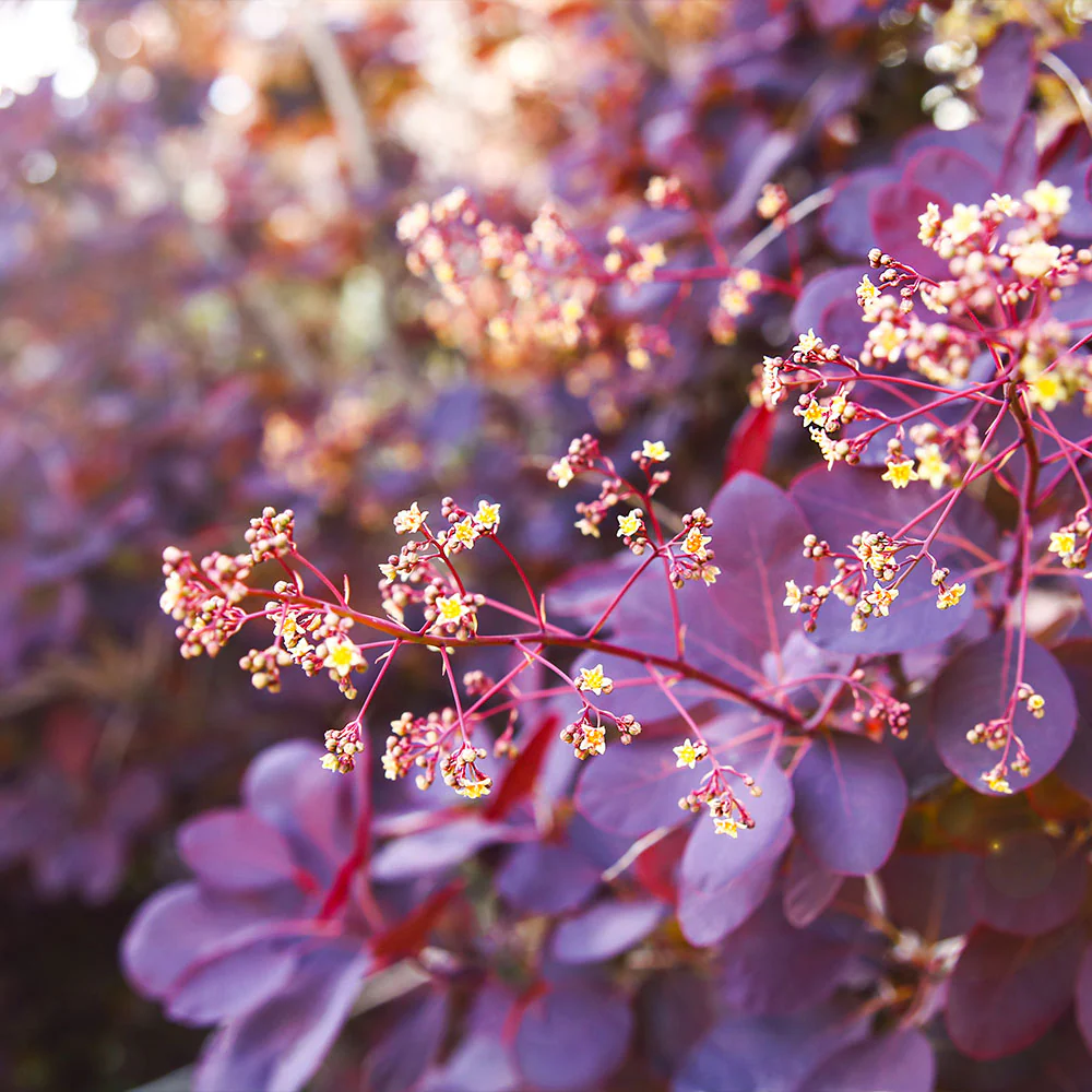 Royal Purple Smoke Bush - Image 3
