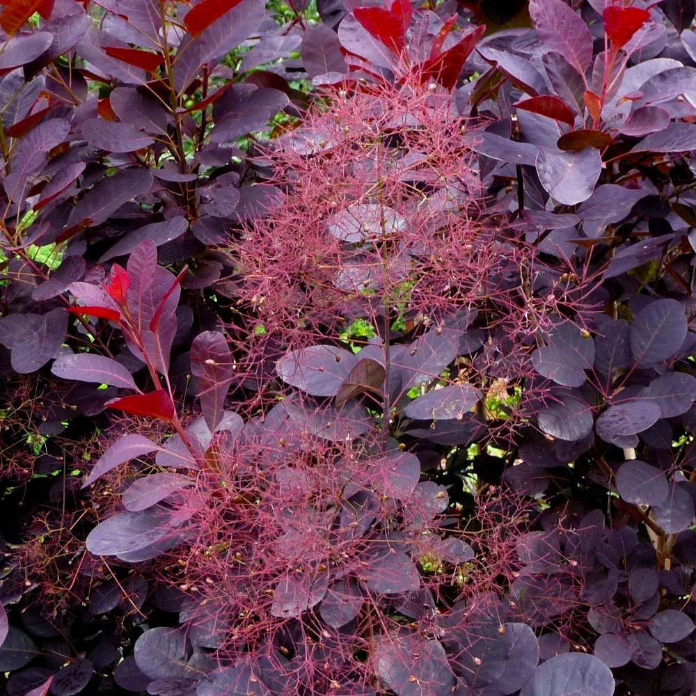 Royal Purple Smoke Bush - Image 4